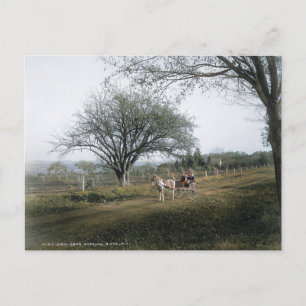 Ridge NJ, Out for a Sunday Drive, Vintag Postkarte