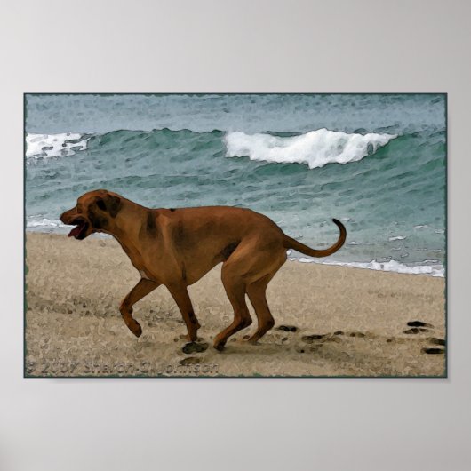 Ridgeback am Meer Poster (Vorne)