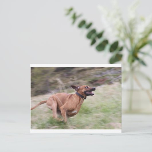 ridgeback mit 2 postkarte (Stehend Vorderseite)