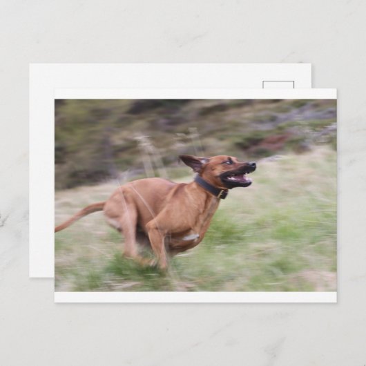 ridgeback mit 2 postkarte (Vorne/Hinten)