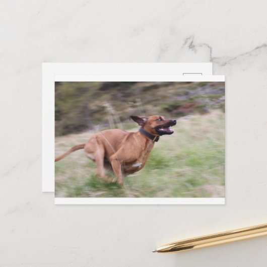 ridgeback mit 2 postkarte (Vorderseite/Rückseite Beispiel)