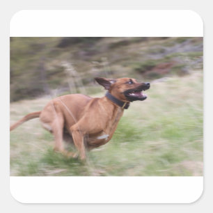 ridgeback mit 2 quadratischer aufkleber