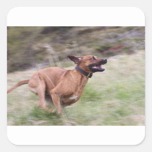 ridgeback mit 2 quadratischer aufkleber (Vorderseite)