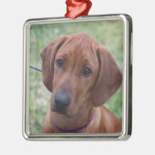 Ridgeback Welpe Silbernes Ornament (Links)