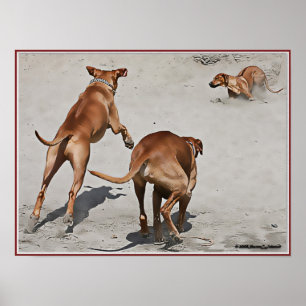 Ridgebacks' Fun at Beach - Maßgeschneiderte Poster