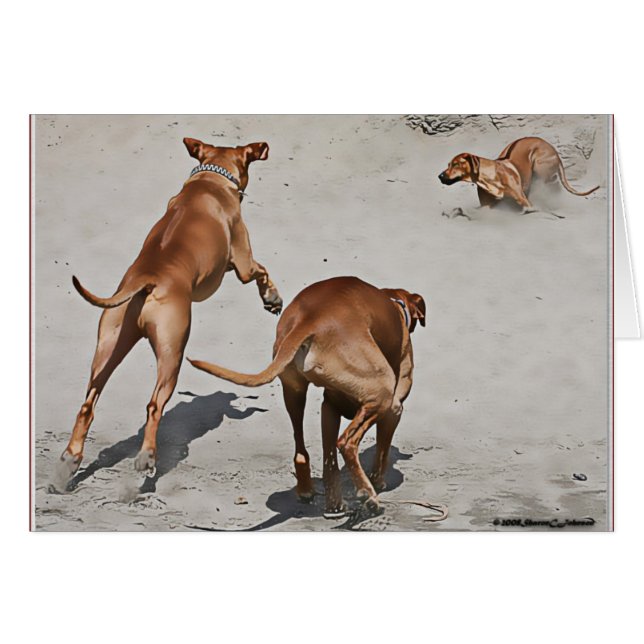 Ridgebacks Spaß am Strand (Vorderseite (Horizontal))