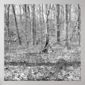 Ridley Creek Staat Park Poster (Vorne)