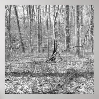 Ridley Creek Staat Park Poster