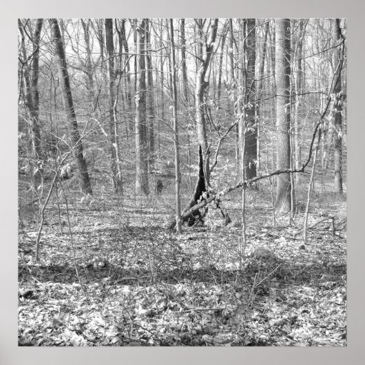 Ridley Creek Staat Park Poster (Vorne)