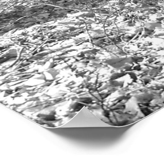 Ridley Creek Staat Park Poster (Ecke)