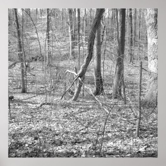 Ridley Creek Staat Park Poster (Vorne)