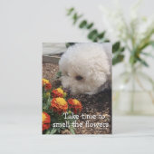 Rieche die Blumen Postkarte (Stehend Vorderseite)