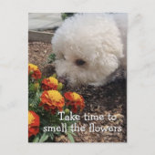 Rieche die Blumen Postkarte (Vorderseite)