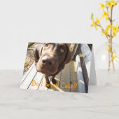 Rieche ich Kuchen? Schokolade Labrador Grußkarte Karte (Gelbe Blume)