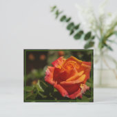 riechen die Rose Postkarte (Stehend Vorderseite)