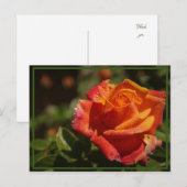 riechen die Rose Postkarte (Vorne/Hinten)