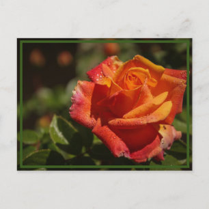 riechen die Rose Postkarte