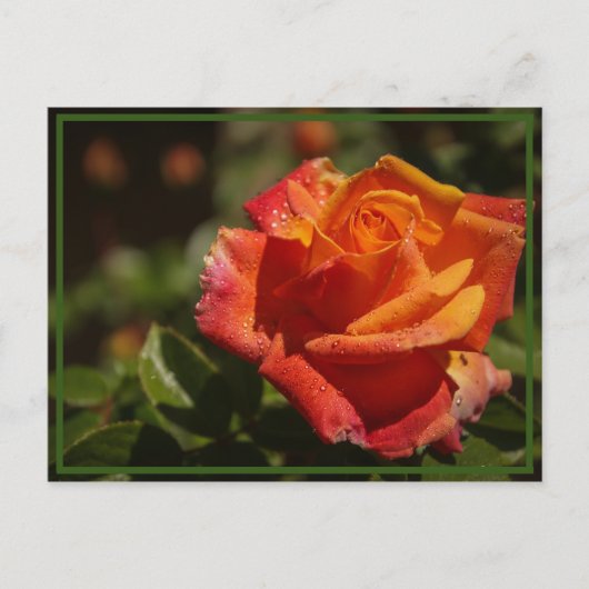 riechen die Rose Postkarte (Vorderseite)