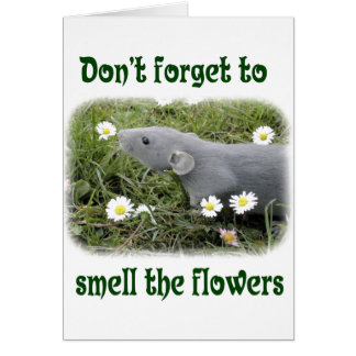 Riechen Sie die Blume