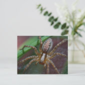 Riege Spider Postkarte (Stehend Vorderseite)