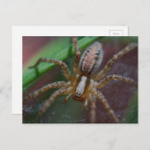 Riege Spider Postkarte (Vorne/Hinten)
