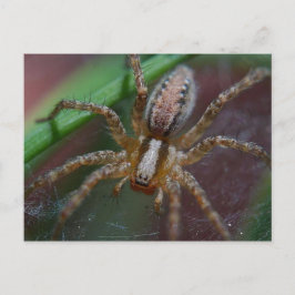 Riege Spider Postkarte