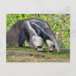 Riese Anteater auf Gras Feiertagspostkarte