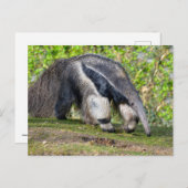 Riese Anteater auf Gras Feiertagspostkarte (Vorne/Hinten)