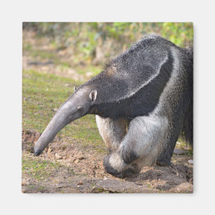 Riese Anteater auf Gras Magnet