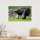 Riese Anteater auf Gras Poster (Küche)