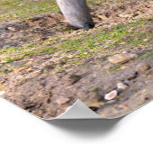 Riese Anteater auf Gras Poster (Ecke)