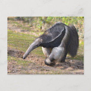 Riese Anteater auf Gras Postkarte