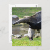 Riese Anteater auf Gras Postkarte (Vorne/Hinten)
