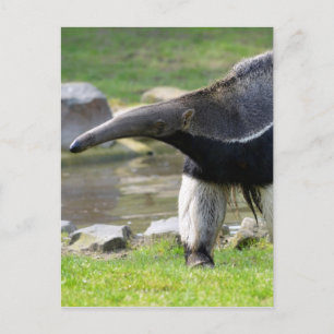 Riese Anteater auf Gras Postkarte
