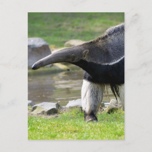 Riese Anteater auf Gras Postkarte (Vorderseite)