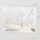 Riese Brown Cricket, Nationalpark Corcovado Postkarte (Rückseite)