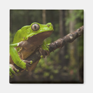 Riesen-Blattfrosch (Phyllomedusa bicolor) Magnet