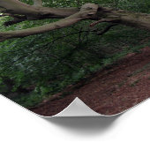 Riesen-Buche Poster (Ecke)