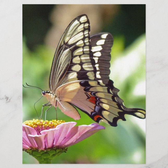 Riesen-Frack-Butterfly (Vorderseite)