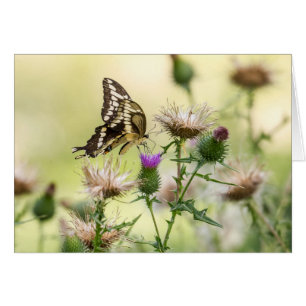 Riesen-Frack-Butterfly