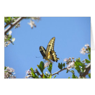 Riesen-Frack-Butterfly