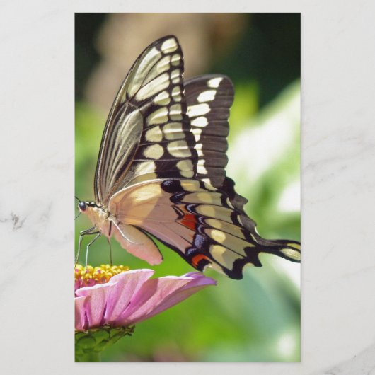 Riesen-Frack-Butterfly Briefpapier (Vorderseite)