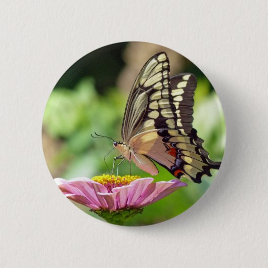 Riesen-Frack-Butterfly Button (Vorderseite)
