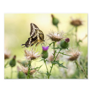 Riesen-Frack-Butterfly Fotodruck