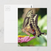 Riesen-Frack-Butterfly Postkarte (Vorne/Hinten)
