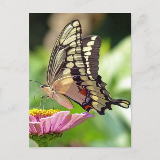 Riesen-Frack-Butterfly Postkarte (Vorderseite)