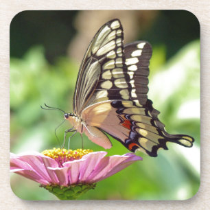 Riesen-Frack-Butterfly Untersetzer