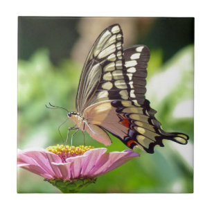 Riesen-Frack-Schmetterling Fliese