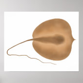 Riesen-Freshwater-Stingray Poster (Vorne)