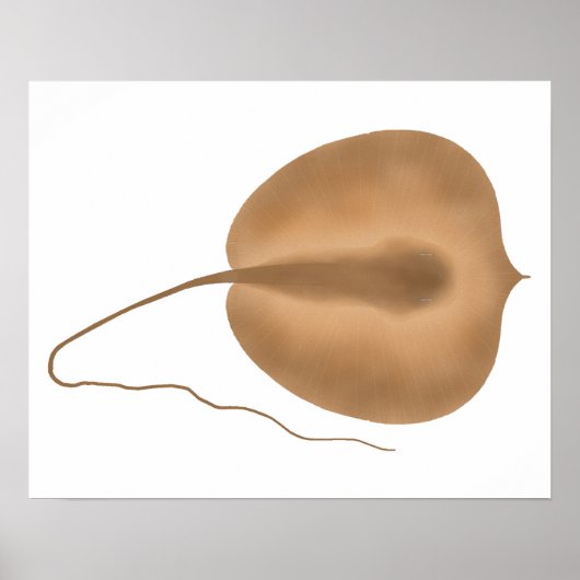 Riesen-Freshwater-Stingray Poster (Vorne)